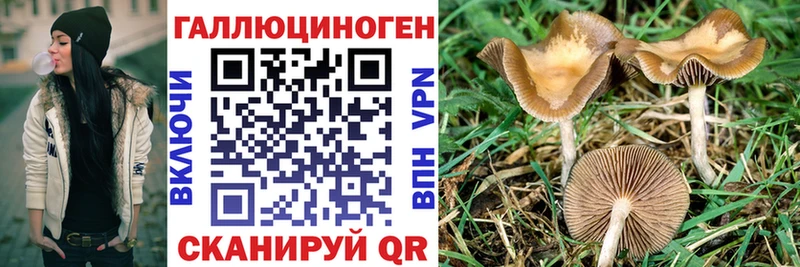 Псилоцибиновые грибы Psilocybine cubensis  Видное 